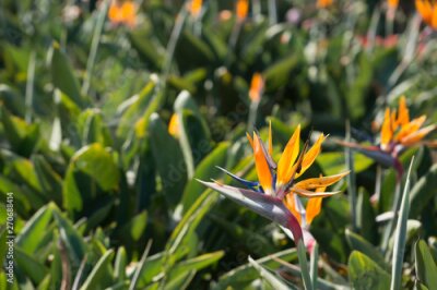 Papier peint  Strelitzia