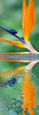 Papier peint  Strelitzia