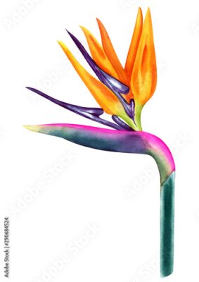 Papier peint  strelitzia