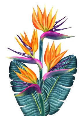 Papier peint  strelitzia