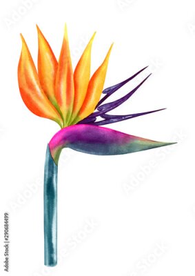 Papier peint  strelitzia