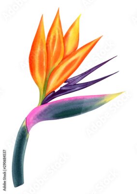 Papier peint  strelitzia