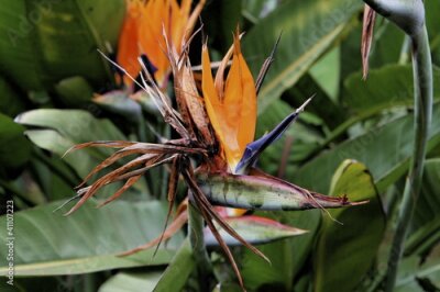 Papier peint  Strelitzia