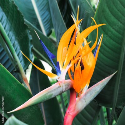 Papier peint  strelitzia