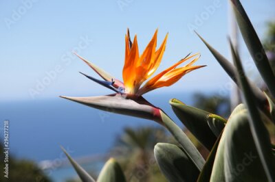 Papier peint  Strelitzia