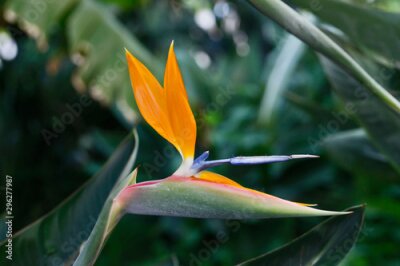 Papier peint  Strelitzia