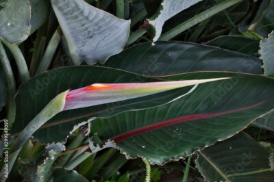 Papier peint  Strelitzia