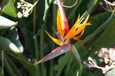 Papier peint  Strelitzia