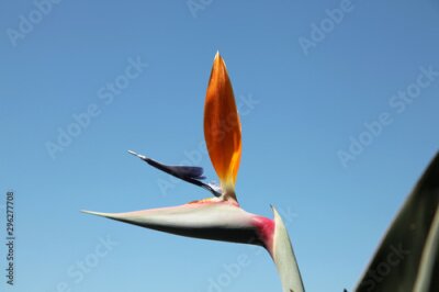 Papier peint  Strelitzia