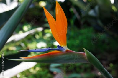Papier peint  Strelitzia