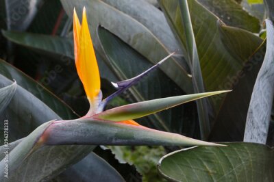 Papier peint  Strelitzia