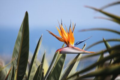 Papier peint  Strelitzia