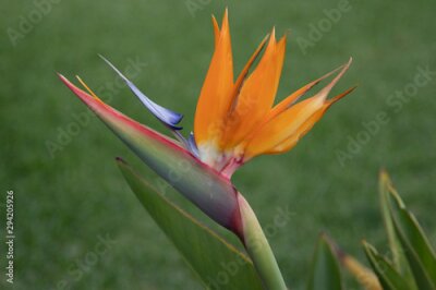 Papier peint  strelitzia