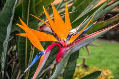 Papier peint  Strelitzia