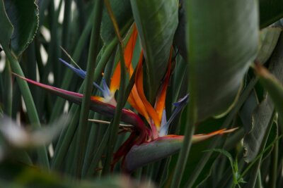 Papier peint  Strelitzia