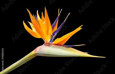 Papier peint  Strelitzia