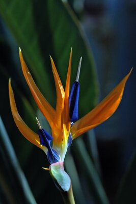 Papier peint  Strelitzia