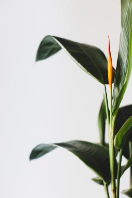 Papier peint  Strelitzia