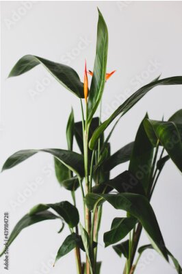 Papier peint  Strelitzia