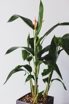 Papier peint  Strelitzia