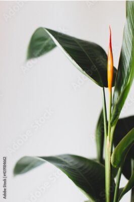 Papier peint  Strelitzia