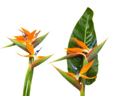 Papier peint  Strelitzia