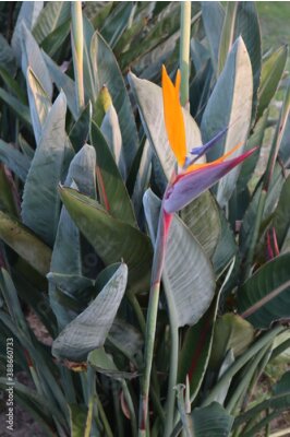 Papier peint  Strelitzia