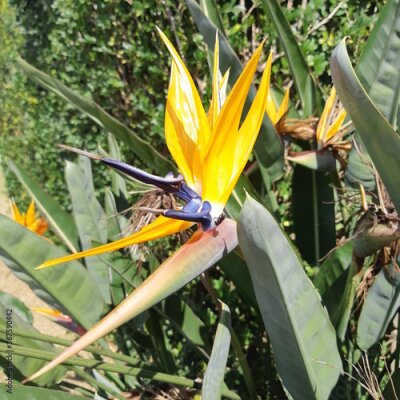 Papier peint  Strelitzia