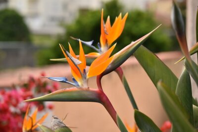 Papier peint  Strelitzia