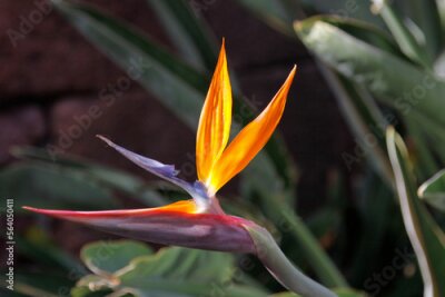 Papier peint  Strelitzia