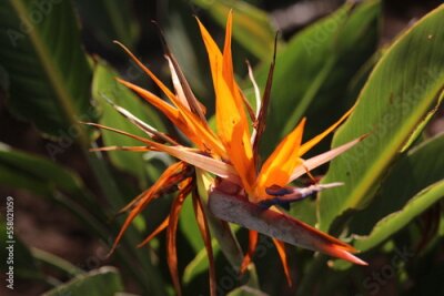 Papier peint  Strelitzia