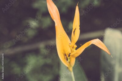 Papier peint  Strelitzia