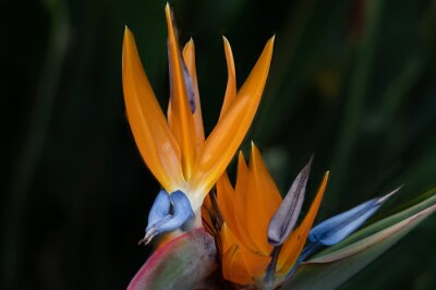 Papier peint  Strelitzia