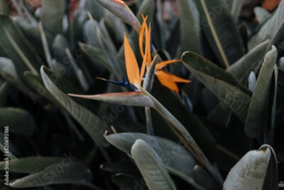 Papier peint  Strelitzia