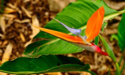 Papier peint  Strelitzia