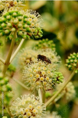 Papier peint  Strelitzia