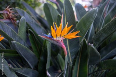 Papier peint  Strelitzia