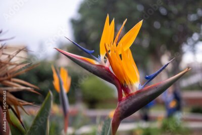 Papier peint  Strelitzia