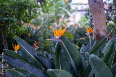 Papier peint  Strelitzia