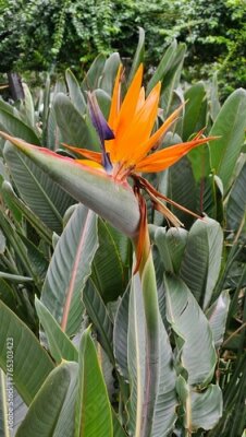 Papier peint  Strelitzia