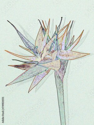 Papier peint  Strelitzia 