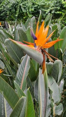 Papier peint  Strelitzia