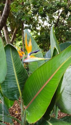 Papier peint  Strelitzia	