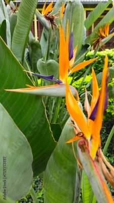 Papier peint  Strelitzia	