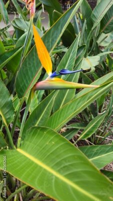 Papier peint  Strelitzia	