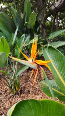 Papier peint  Strelitzia	