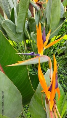 Papier peint  Strelitzia	