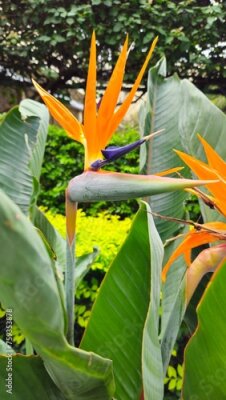 Papier peint  Strelitzia	