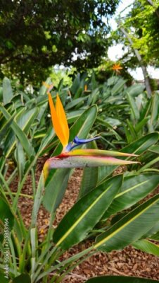 Papier peint  Strelitzia	