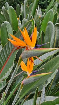 Papier peint  Strelitzia